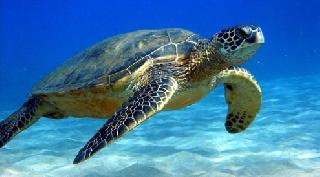 Marine Tasvav's intimate friend | सागरी कासवांचे जिगरी दोस्त Marine Tasvav's intimate friend | सागरी कासवांचे जिगरी दोस्त