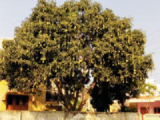 The arrival of raw carriages increased | कच्च्या कैऱ्यांची आवक वाढली