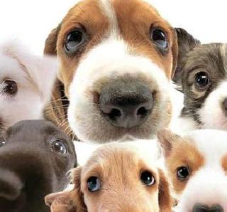 He's your puppy, street dog? | आपला तो पपी, रस्त्यावरचा तो कुत्रा? He's your puppy, street dog? | आपला तो पपी, रस्त्यावरचा तो कुत्रा?