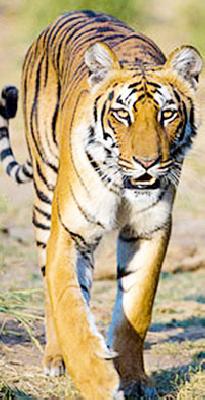 In the T-2 'Chirodi jungle due to the Vanadali harvest | वडाळीतील वणव्यामुळे ‘टी-२’ चिरोडी जंगलात