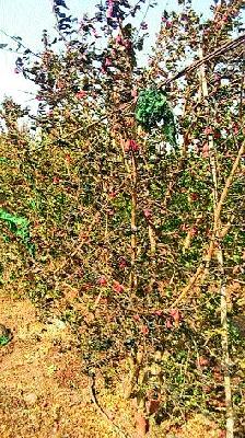 Dalmibagh Khak due to the Shortcourt | शॉर्टसर्किटमुळे डाळींबबाग खाक