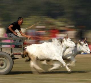 Clearance of Sarja-Raja, sanction to the bill | सर्जा-राजाचा मार्ग मोकळा, विधेयकाला मंजुरी Clearance of Sarja-Raja, sanction to the bill | सर्जा-राजाचा मार्ग मोकळा, विधेयकाला मंजुरी