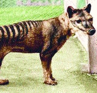 The newly discovered Tasmanian Tiger | टास्मानियन टायगरचा नव्याने शोध The newly discovered Tasmanian Tiger | टास्मानियन टायगरचा नव्याने शोध