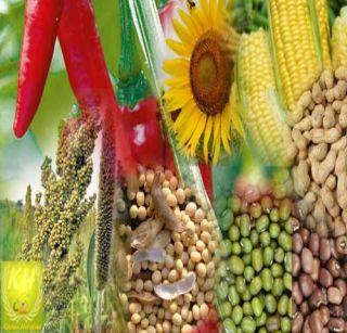 Kharif cultivation planning at 4.5 lakh hectare in Dhule district | धुळे जिल्ह्यात साडे चार लाख हेक्टरवर खरीप लागवडीचे नियोजन Kharif cultivation planning at 4.5 lakh hectare in Dhule district | धुळे जिल्ह्यात साडे चार लाख हेक्टरवर खरीप लागवडीचे नियोजन