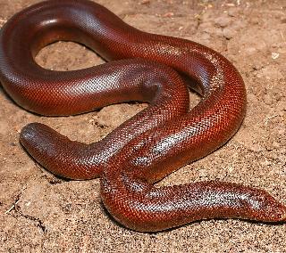 An expensive snake than BMW ... Reason? | BMW पेक्षाही महागडा साप...कारण? An expensive snake than BMW ... Reason? | BMW पेक्षाही महागडा साप...कारण?