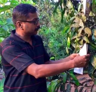 Baked Cooking Mango | बॅगिंग तंत्रज्ञानाने पिकला आंबा