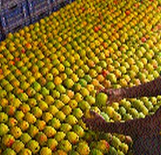 Double bumper mangoes in APMC | एपीएमसीतील आंब्याची आवक दुप्पट Double bumper mangoes in APMC | एपीएमसीतील आंब्याची आवक दुप्पट