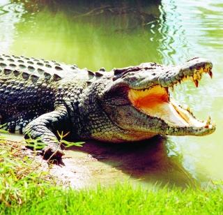 The first girl's cricketer struggles | पहिलीतील मुलीचा मगरीशी संघर्ष The first girl's cricketer struggles | पहिलीतील मुलीचा मगरीशी संघर्ष