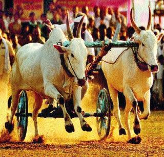Belgaum races again in the state will thundering again | राज्यात बैलगाडा शर्यतींचा थरार पुन्हा रंगणार Belgaum races again in the state will thundering again | राज्यात बैलगाडा शर्यतींचा थरार पुन्हा रंगणार