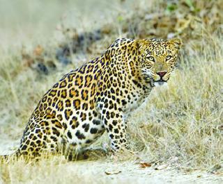 The leopard | बिबट्याचा रास्तारोको The leopard | बिबट्याचा रास्तारोको