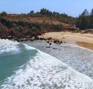 Turtle | कासव Turtle | कासव