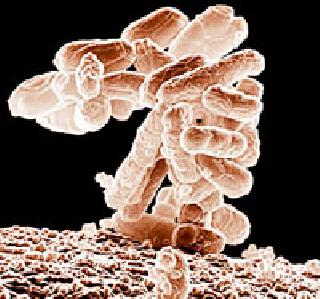 In the district 24 9 1 contaminated water samples, infection of various diseases | जिल्ह्यात २४९१ पाणी नमुने दूषित, विविध आजारांची लागण In the district 24 9 1 contaminated water samples, infection of various diseases | जिल्ह्यात २४९१ पाणी नमुने दूषित, विविध आजारांची लागण