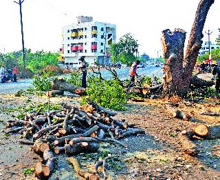 High court adjournment of Municipal corporation | महापालिकेच्या वृक्षतोडीला उच्च न्यायालयाची स्थगिती High court adjournment of Municipal corporation | महापालिकेच्या वृक्षतोडीला उच्च न्यायालयाची स्थगिती