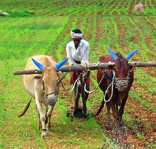 The farmers of Ardhaapura taluka will be in strike from June 1 to 7 | शेतक-यांचा संप !अर्धापूर तालुक्यातील शेतकरी 1 ते 7 जून दरम्यान संपावर