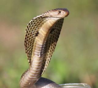 Death of siblings due to snake bites, dead body for inspection | साप चावल्याने बहिण-भावाचा मृत्यू,उत्तरीय तपासणीसाठी मृतदेह ताटकळत Death of siblings due to snake bites, dead body for inspection | साप चावल्याने बहिण-भावाचा मृत्यू,उत्तरीय तपासणीसाठी मृतदेह ताटकळत