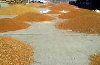 Rejecting farmers' tile in front of Tehsildars | शेतकऱ्यांच्या तुरीला तहसीलदारांसमक्ष नकार Rejecting farmers' tile in front of Tehsildars | शेतकऱ्यांच्या तुरीला तहसीलदारांसमक्ष नकार