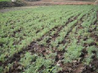 Apply Crop Insurance to Farmers! | हरभऱ्याला पीक विमा लागू करा! Apply Crop Insurance to Farmers! | हरभऱ्याला पीक विमा लागू करा!