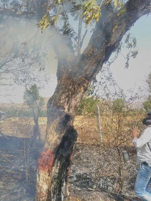 Use of chemical substances on bricks of the British Carpet tree | वाईजवळ ब्रिटीश कालीन झाडांच्या बुंध्यावर रासायनिक पदार्थांचा प्रयोग