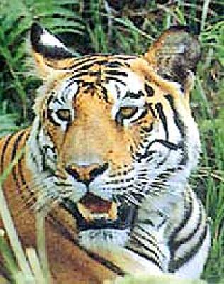 Tigers panic in Gangasagar Hetti area | गंगासागर हेटी परिसरात वाघाची दहशत