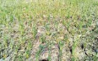 Less power pressing done | कमी वीज दाबाने केला घात