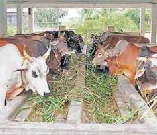 Fodder scarcity dark in the district! | जिल्ह्यात चारा टंचाईचे सावट गडद!