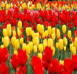 Tulip grew in Kashmir, so why not go? | काश्मीरमध्ये ट्युलिप बहरलाय, मग जायचं का? Tulip grew in Kashmir, so why not go? | काश्मीरमध्ये ट्युलिप बहरलाय, मग जायचं का?