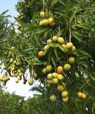 Mango Damage around Thirteen Crore Government | तेरा कोटीच्या आसपास आंबा नुकसान भरपाई शासनदरबारी