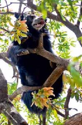 In the village of Asval in search of water | पाण्याच्या शोधार्थ अस्वल गावात In the village of Asval in search of water | पाण्याच्या शोधार्थ अस्वल गावात