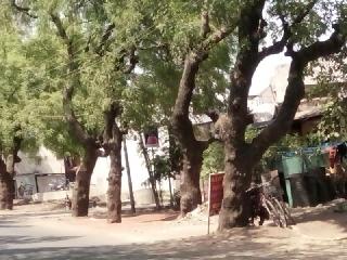 Kurakh on trees! | वृक्षांवर चालणार ‘कुऱ्हाड’!