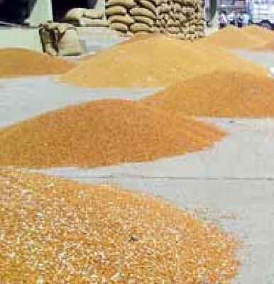 Closure of Government Tire | शासकीय तूर खरेदी बंद Closure of Government Tire | शासकीय तूर खरेदी बंद