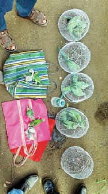 The parrot sales were caught | पोपटांची विक्री पकडली