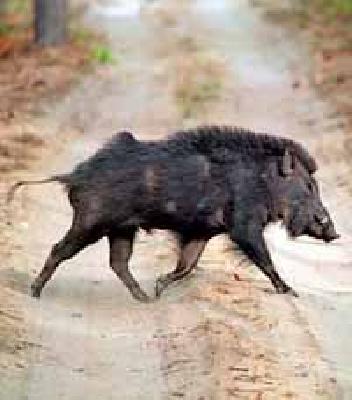 Wildlife Wildlife | हिंस्त्र वन्यजीव गावकुसात Wildlife Wildlife | हिंस्त्र वन्यजीव गावकुसात