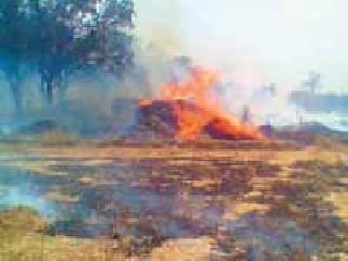 In the fire, 400 bunds of thorns burn | आगीत ४०० बंड्या तणस जळून खाक In the fire, 400 bunds of thorns burn | आगीत ४०० बंड्या तणस जळून खाक