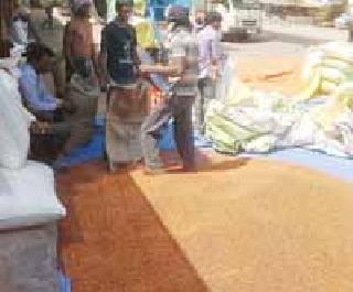 Buy 25 thousand quintals of Pigeon | २५ हजार क्विंटल तुरीची खरेदी Buy 25 thousand quintals of Pigeon | २५ हजार क्विंटल तुरीची खरेदी