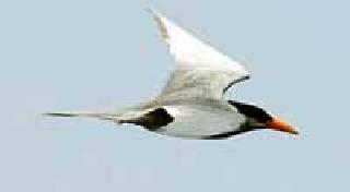 Rare sunbath on the temple | बेंबळावर दुर्मिळ सूरय पक्ष्याचा विहार