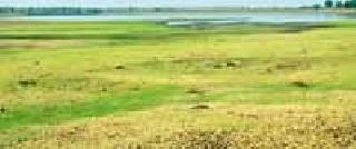 Shrinking in 342 small irrigation ponds in the district | जिल्ह्यातील ३४२ लघुसिंचन तलावांमध्ये ठणठणाट Shrinking in 342 small irrigation ponds in the district | जिल्ह्यातील ३४२ लघुसिंचन तलावांमध्ये ठणठणाट