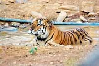 Even after a year, the search for lagna 'jay' | वर्षभरानंतरही लागेना ‘जय’चा शोध Even after a year, the search for lagna 'jay' | वर्षभरानंतरही लागेना ‘जय’चा शोध