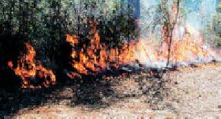 171 events in two months | दोन महिन्यांत वणव्याच्या १७१ घटना