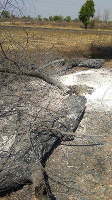 Illegal tree trunk of highway! | महामार्गालगत अवैध वृक्षतोड !