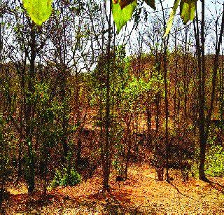 The result of the nature of rising temperature | वाढत्या तापमानाचा निसर्गावर परिणाम The result of the nature of rising temperature | वाढत्या तापमानाचा निसर्गावर परिणाम