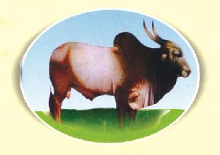 Farmer's team 'bullocks' race | शेतकरी संघाचा ‘बैल’ शर्यतीत Farmer's team 'bullocks' race | शेतकरी संघाचा ‘बैल’ शर्यतीत