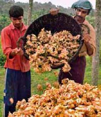 Producer Havaldil came from Morshi taluka | मोर्शी तालुक्यातील आले उत्पादक हवालदिल