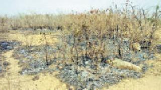Miscreants planted trees by the miscreants | युवकांनी लावलेल्या वृक्षांना समाजकंटकांनी लावली आग