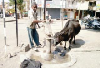 Cows of cows ... | गायीची तृष्णातृप्ती... Cows of cows ... | गायीची तृष्णातृप्ती...