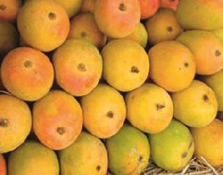 Devgad Hapusa 'live' Income 'rating | देवगड हापूसला ‘जी. आय.’ मानांकन Devgad Hapusa 'live' Income 'rating | देवगड हापूसला ‘जी. आय.’ मानांकन