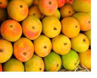 Devgad Hapusa 'live' Income 'rating | देवगड हापूसला ‘जी. आय.’ मानांकन Devgad Hapusa 'live' Income 'rating | देवगड हापूसला ‘जी. आय.’ मानांकन