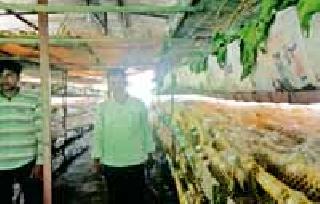 Farmers' trend grew in silk farming | शेतकऱ्यांचा कल वाढला रेशीम शेतीकडे Farmers' trend grew in silk farming | शेतकऱ्यांचा कल वाढला रेशीम शेतीकडे