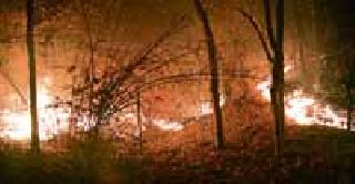 Fierce fire in Japanese garden | जपानी गार्डनमध्ये भीषण आग