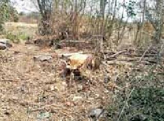 Illegal slaughter of trees on the root of the ecology | वृक्षांची अवैध कत्तल पर्यावरणाच्या मूळावर Illegal slaughter of trees on the root of the ecology | वृक्षांची अवैध कत्तल पर्यावरणाच्या मूळावर