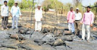 Fire brigade, fire in 11 goats, 6 goats combat death | शेळीपालन गोठयाला भीषण आग, ११ शेळ्या जळून खाक, ६ शेळयांची मृत्युंशी झुंज सुरूच Fire brigade, fire in 11 goats, 6 goats combat death | शेळीपालन गोठयाला भीषण आग, ११ शेळ्या जळून खाक, ६ शेळयांची मृत्युंशी झुंज सुरूच